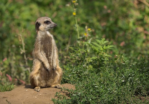 Burgers Zoo Arnhem